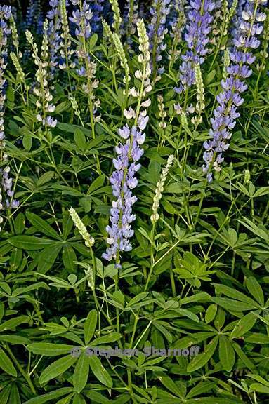 lupinus latifolius var columbianus 3 graphic